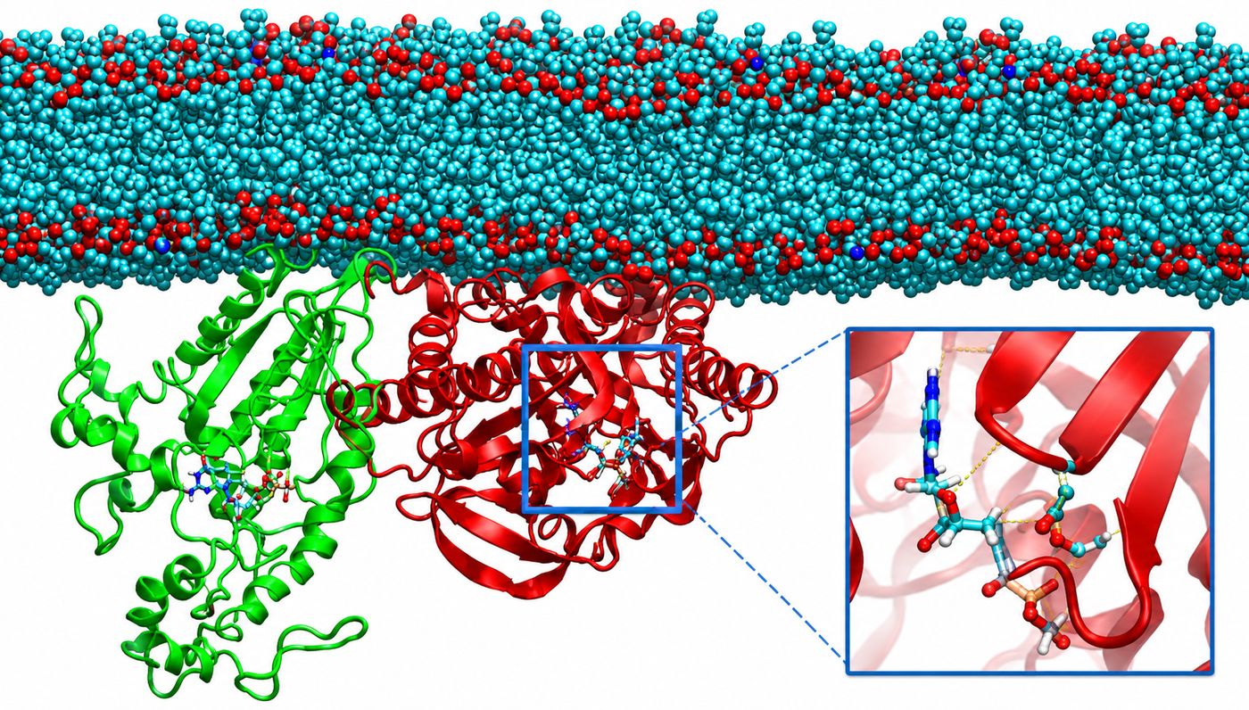 Molecular Dynamics Simulation
