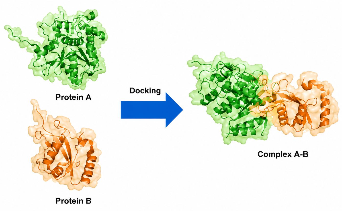 Molecular Docking